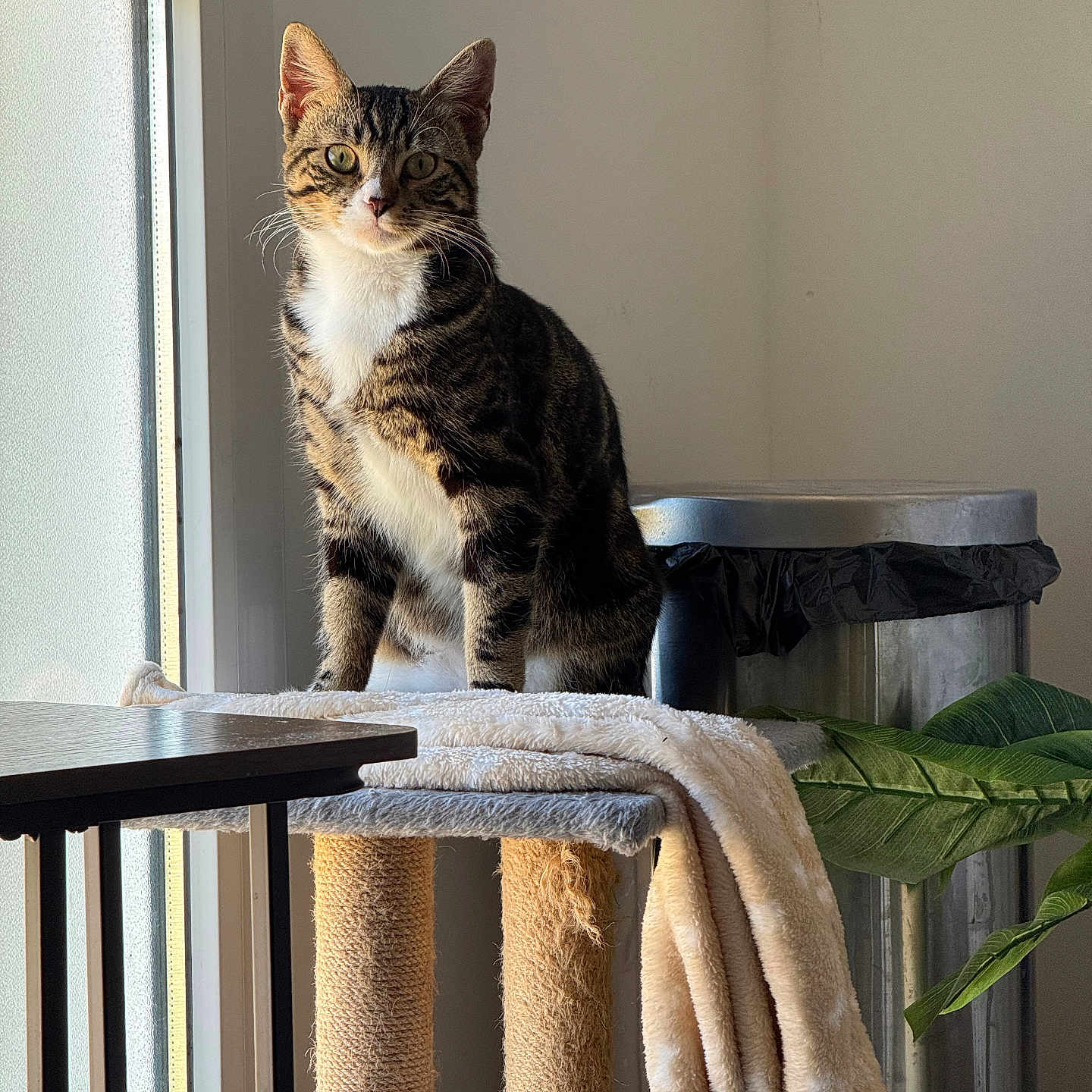 Rapido participe au concours pour gagner de l'argent avec cette photo : blanket, cat, cat_tree, cozy, eyes, fur, home, indoor, paw, pet, plant, portrait, scratching_post, sitting, sunlight, tabby_cat, table, trash_can, whiskers, window