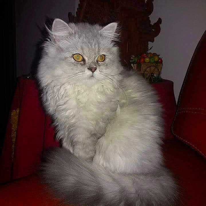 Maya