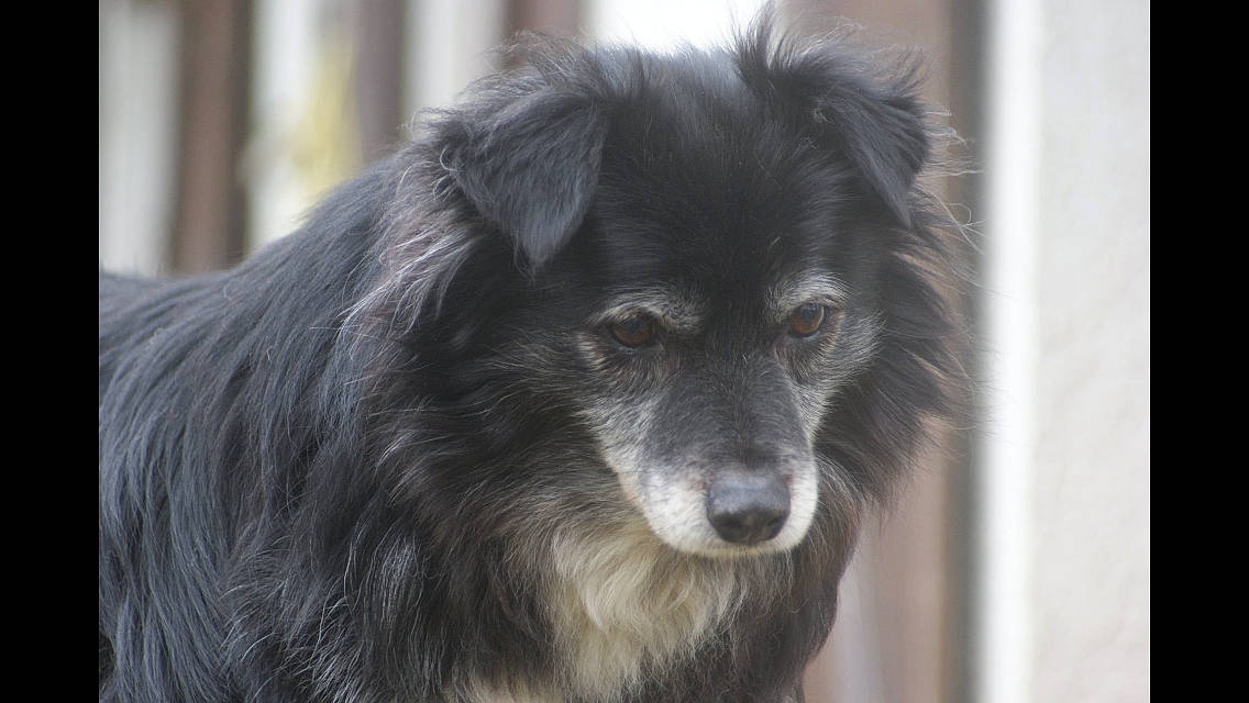 Bobby D Amour participe au concours pour gagner de l'argent avec cette photo : canidae, carnivore, companion_dog, dog, dog_breed, finnish_lapphund, german_spitz_mittel, keeshond, mammal, snout, spitz, sporting_group, swedish_lapphund, vertebrate