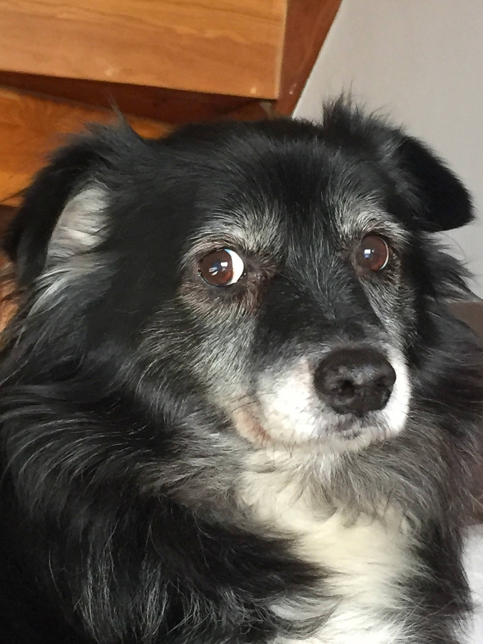 Bobby D Amour a rejoint le concours — aidez-le/la à gagner de superbes lots ! australian_collie, australian_shepherd, border_collie, canidae, carnivore, companion_dog, dog, dog_breed, english_shepherd, herding_dog, mammal, miniature_australian_shepherd, rare_breed_dog, small_greek_domestic_dog, snout, sporting_group, vertebrate, whiskers