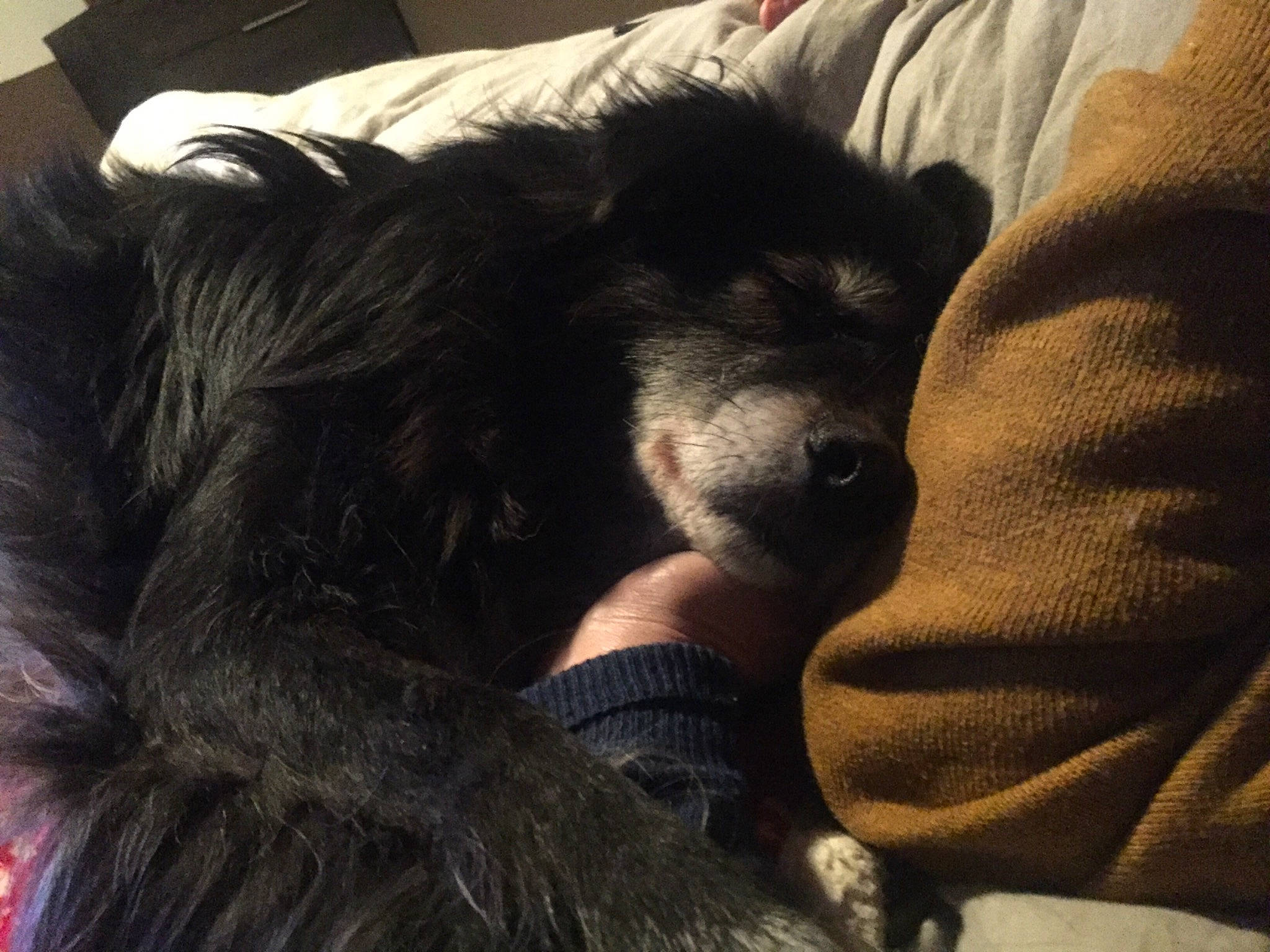 Bobby D Amour a rejoint le concours — aidez-le/la à gagner de superbes lots ! canidae, carnivore, companion_dog, dog, dog_breed, finnish_lapphund, fur, nap, non_sporting_group, puppy, puppy_love, sleep, sporting_group