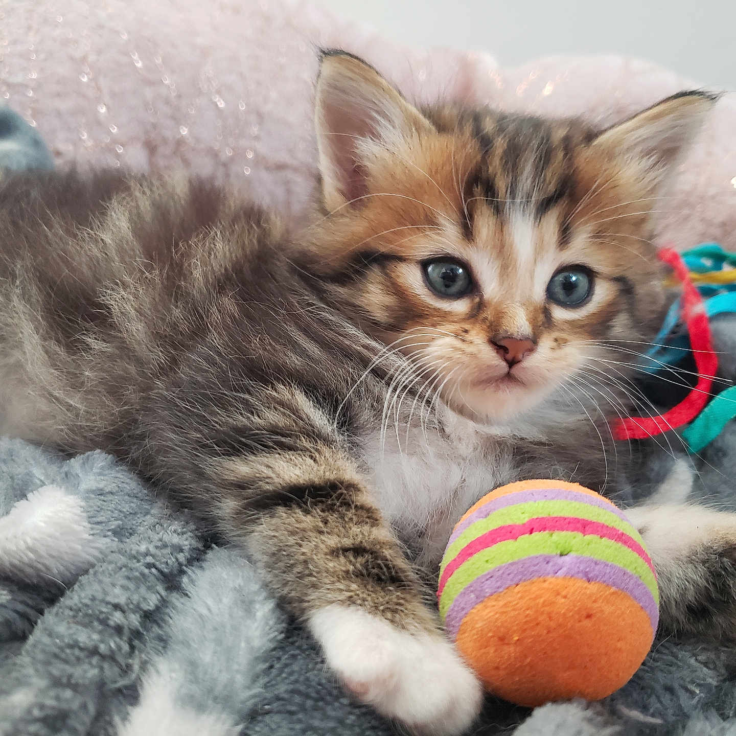 Yumi a rejoint le concours — aidez-le/la à gagner de superbes lots ! abyssinian, animal, ball, bear, blanket, cat, citrusfruit, food, fruit, kitten, manx, pet, plant, plush, produce, siamese, sphere, sport, tennis, tennisball