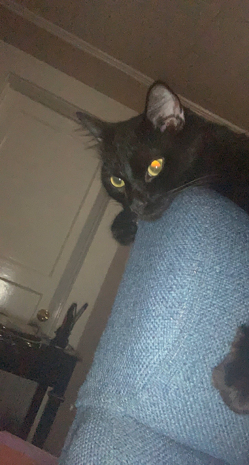 Lil Miss joined the competition — help win amazing prizes! black_cat, bombay, cat, claw, comfort, domestic_short_haired_cat, door, felidae, floor, flooring, fur, grey, hardwood, paw, room, small_to_medium_sized_cats, snout, tail, whiskers, wood