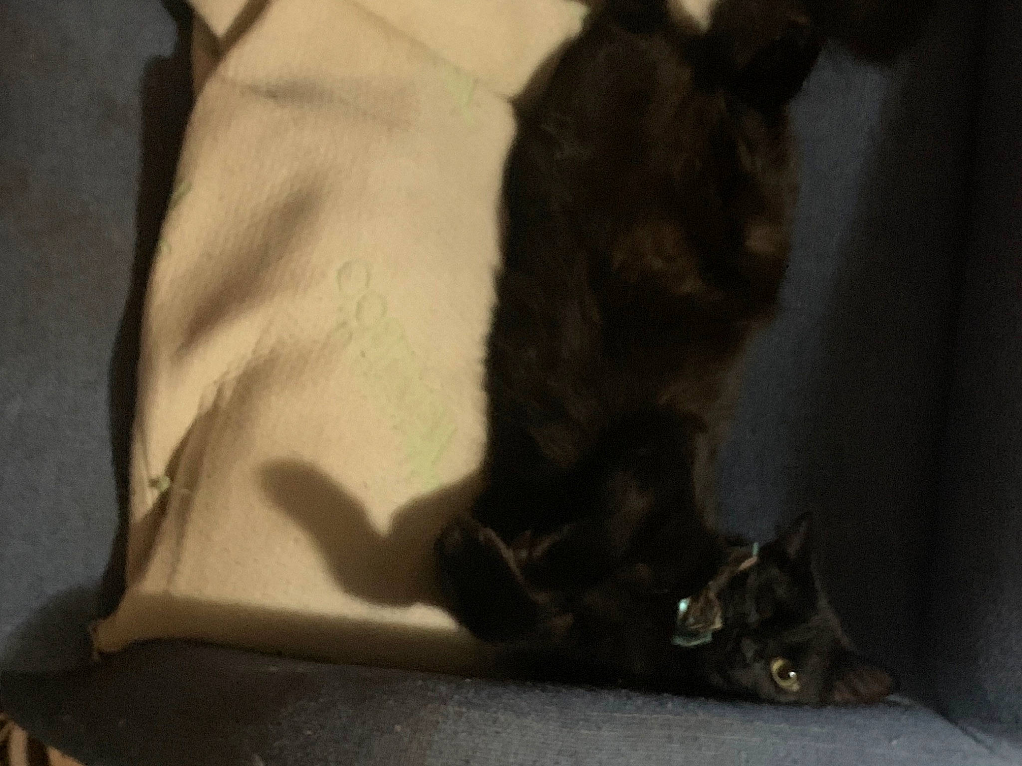 Lil Miss joined the competition — help win amazing prizes! black_cat, canidae, carnivore, cat, claw, comfort, dog_breed, domestic_short_haired_cat, fawn, felidae, fur, gesture, human_leg, paw, small_to_medium_sized_cats, snout, sporting_group, tail, terrestrial_animal, whiskers