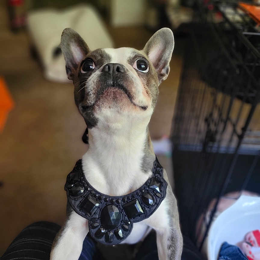 Cleo is registered to the contest to win money with this photo: animal, bostonbull, boxer, bulldog, canine, cat, cream, dessert, dog, food, frenchbulldog, icing, pet, pitbull, pug, puppy, terrier