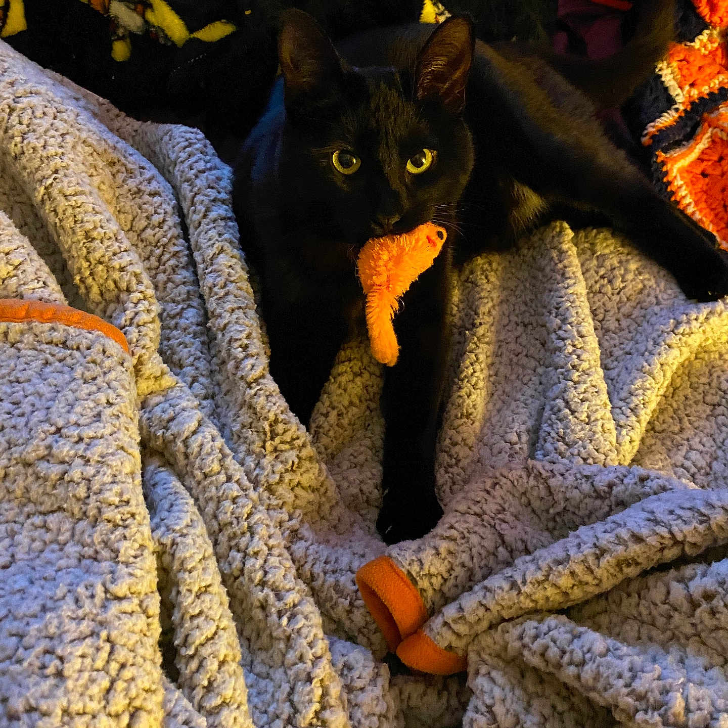 Bean Baggearra joined the competition — help win amazing prizes! abyssinian, animal, bed, bedroom, blackcat, blanket, cat, couch, furniture, homedecor, indoors, kitten, laundry, linen, manx, pet, plush, quilt, room, siamese