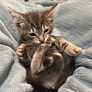 Leo is registered to the contest to win money with this photo: animal, bite, blanket, cat, cozy, cute, folds, fur, indoor, kitten, nest, paw, pet, playful, resting, sleepy, small, soft, tabby, young