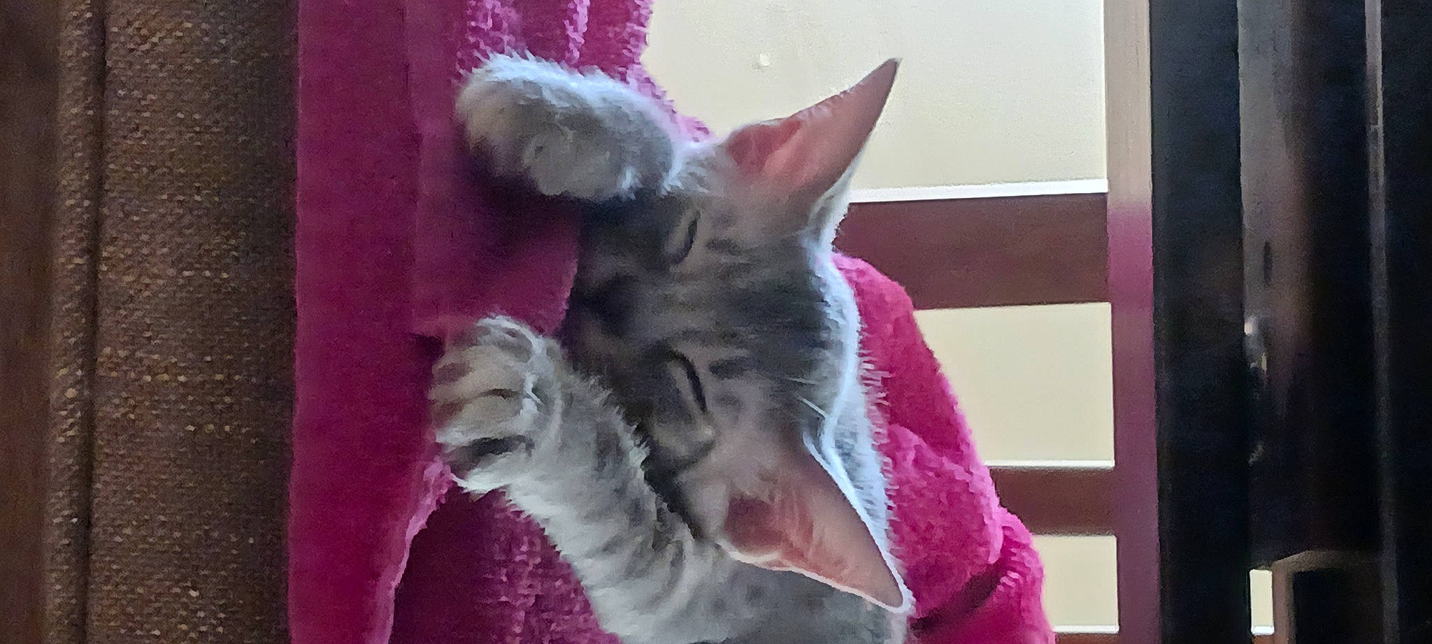 Jellybean joined the competition — help win amazing prizes! carnivore, cat, comfort, domestic_short_haired_cat, ear, felidae, fur, gesture, magenta, paw, pink, small_to_medium_sized_cats, snout, tail, whiskers, window