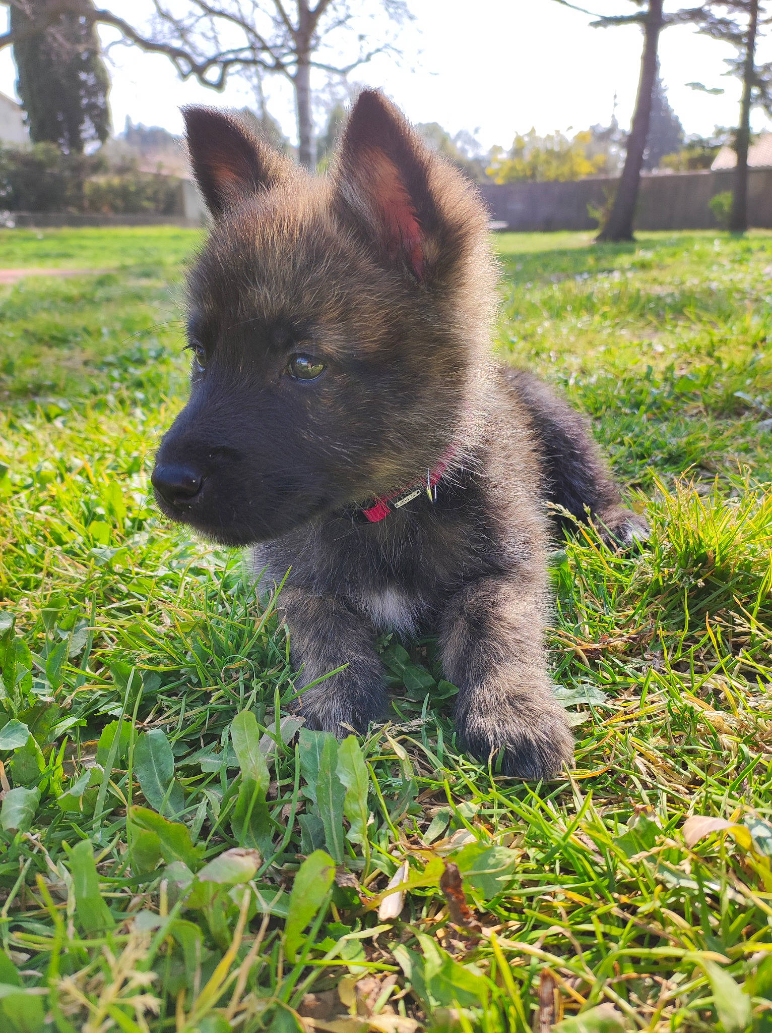 Judy a rejoint le concours — aidez-le/la à gagner de superbes lots ! canidae, carnivore, companion_dog, dog, dog_breed, fawn, fur, german_shepherd_dog, grass, groundcover, herding_dog, non_sporting_group, plant, sky, snout, sporting_group, terrestrial_animal, tree, working_animal, working_dog