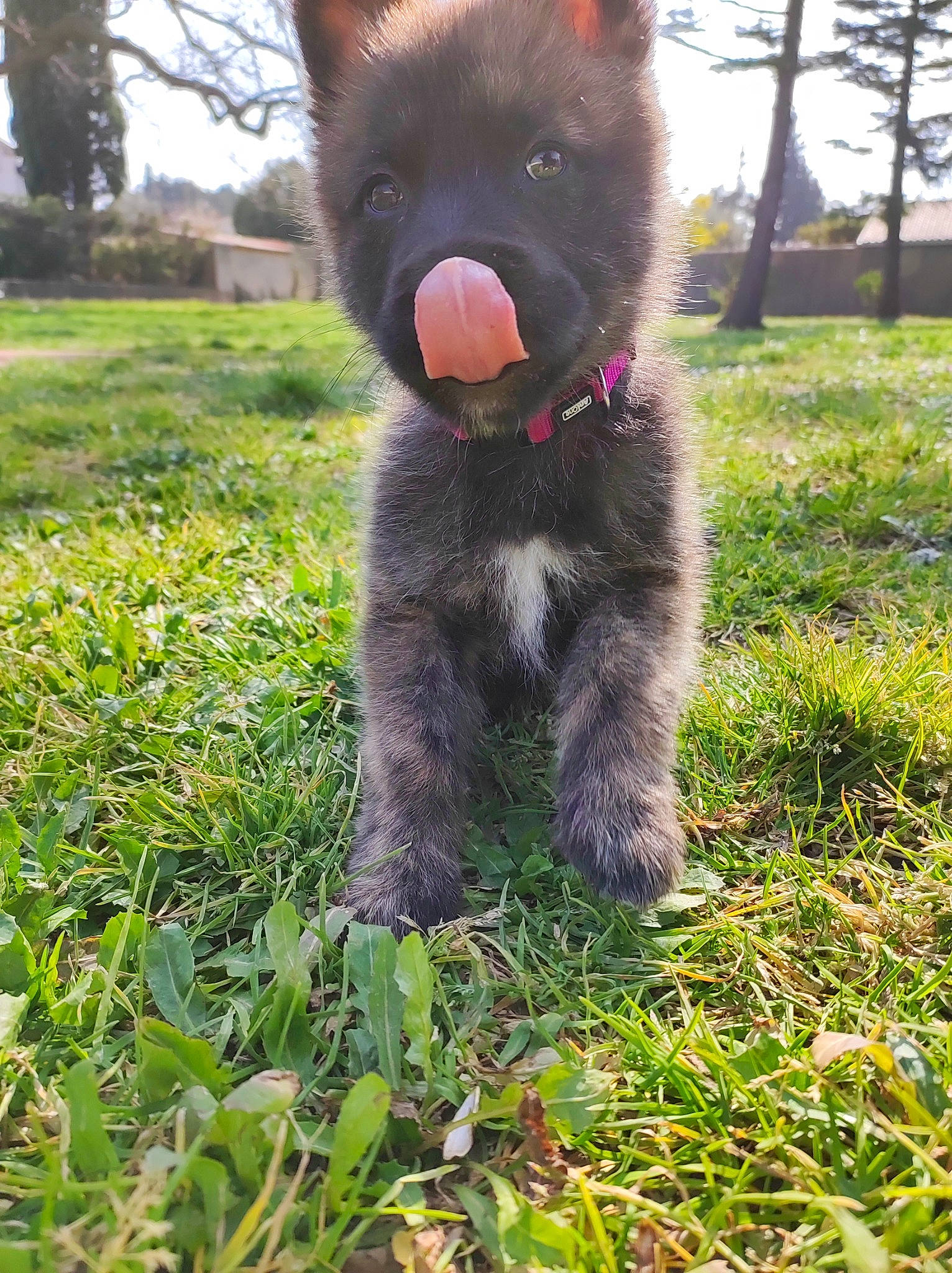Judy a rejoint le concours — aidez-le/la à gagner de superbes lots ! canidae, carnivore, companion_dog, dog, dog_breed, fawn, felidae, fur, grass, groundcover, liver, plant, sky, snout, sporting_group, tail, terrestrial_animal, tree, whiskers, working_animal