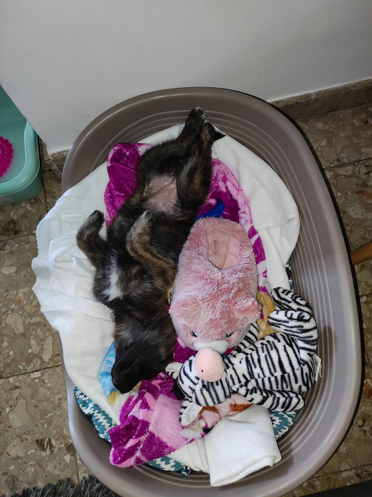 Judy participe au concours pour gagner de l'argent avec cette photo : baby_products, canidae, companion_dog, dishware, dog_breed, fashion_accessory, fawn, felidae, fur, headgear, linens, magenta, pink, small_to_medium_sized_cats, sporting_group, tail, toy, toy_dog, wool, woolen