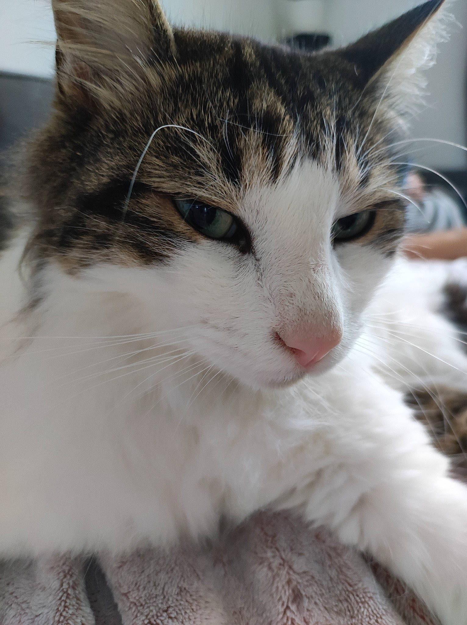 Marcus a rejoint le concours — aidez-le/la à gagner de superbes lots ! carnivore, cat, claw, domestic_short_haired_cat, felidae, fur, paw, small_to_medium_sized_cats, snout, tail, whiskers, window