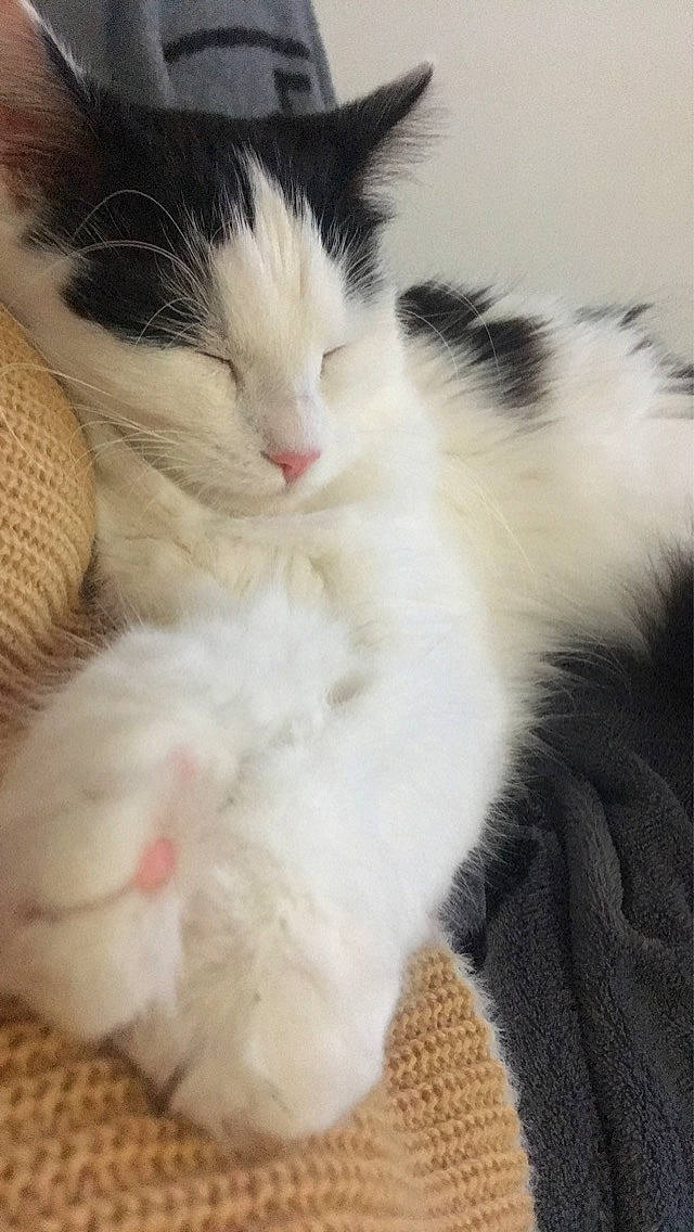 Zelda participe au concours pour gagner de l'argent avec cette photo : carnivore, cat, claw, comfort, domestic_short_haired_cat, felidae, foot, fur, natural_material, paw, small_to_medium_sized_cats, tail, terrestrial_animal, whiskers