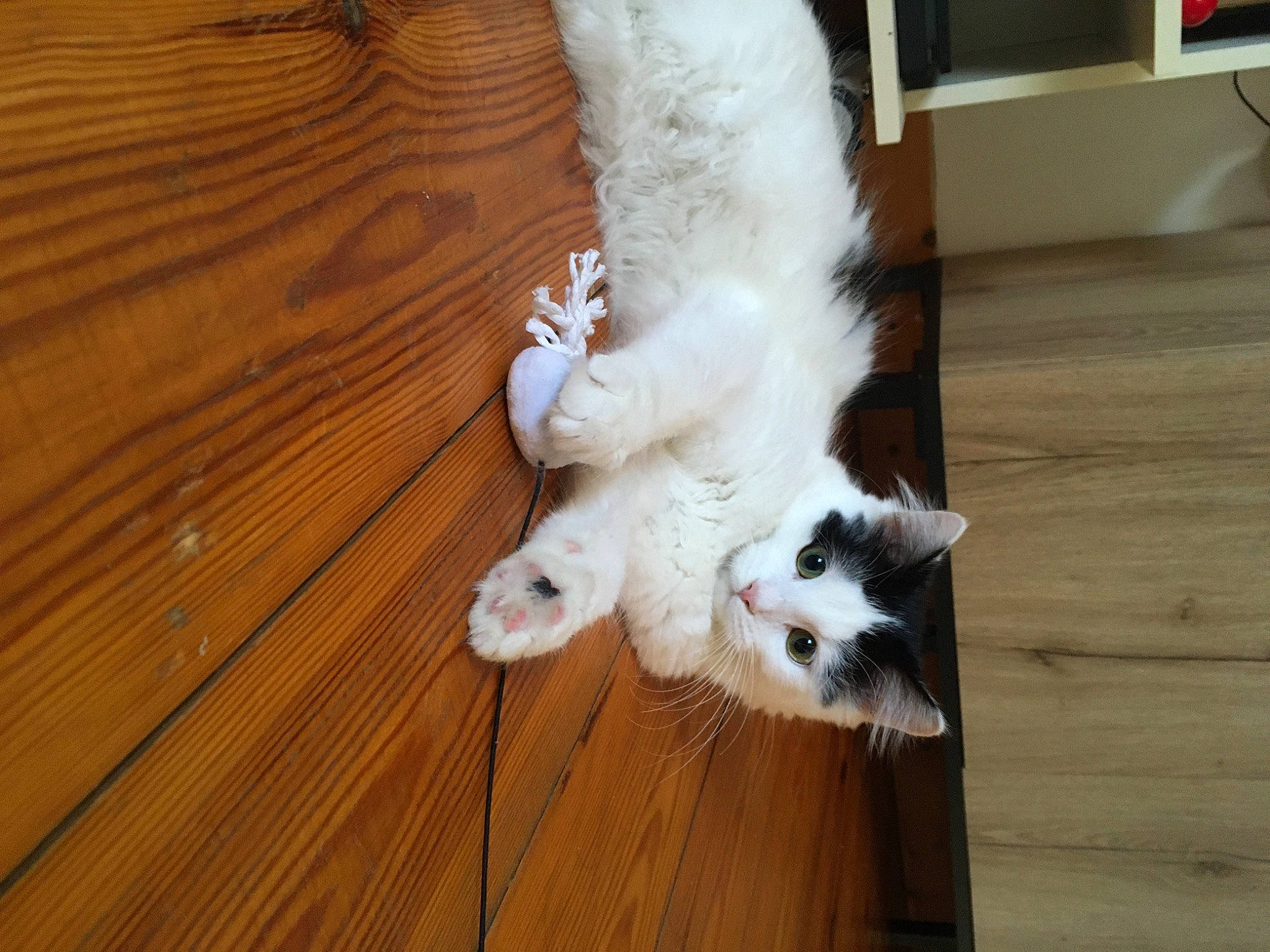 Zelda a rejoint le concours — aidez-le/la à gagner de superbes lots ! canidae, carnivore, companion_dog, dog_breed, fawn, felidae, floor, flooring, foot, fur, hardwood, laminate_flooring, paw, small_to_medium_sized_cats, sporting_group, tail, whiskers, wood, wood_flooring, wood_stain