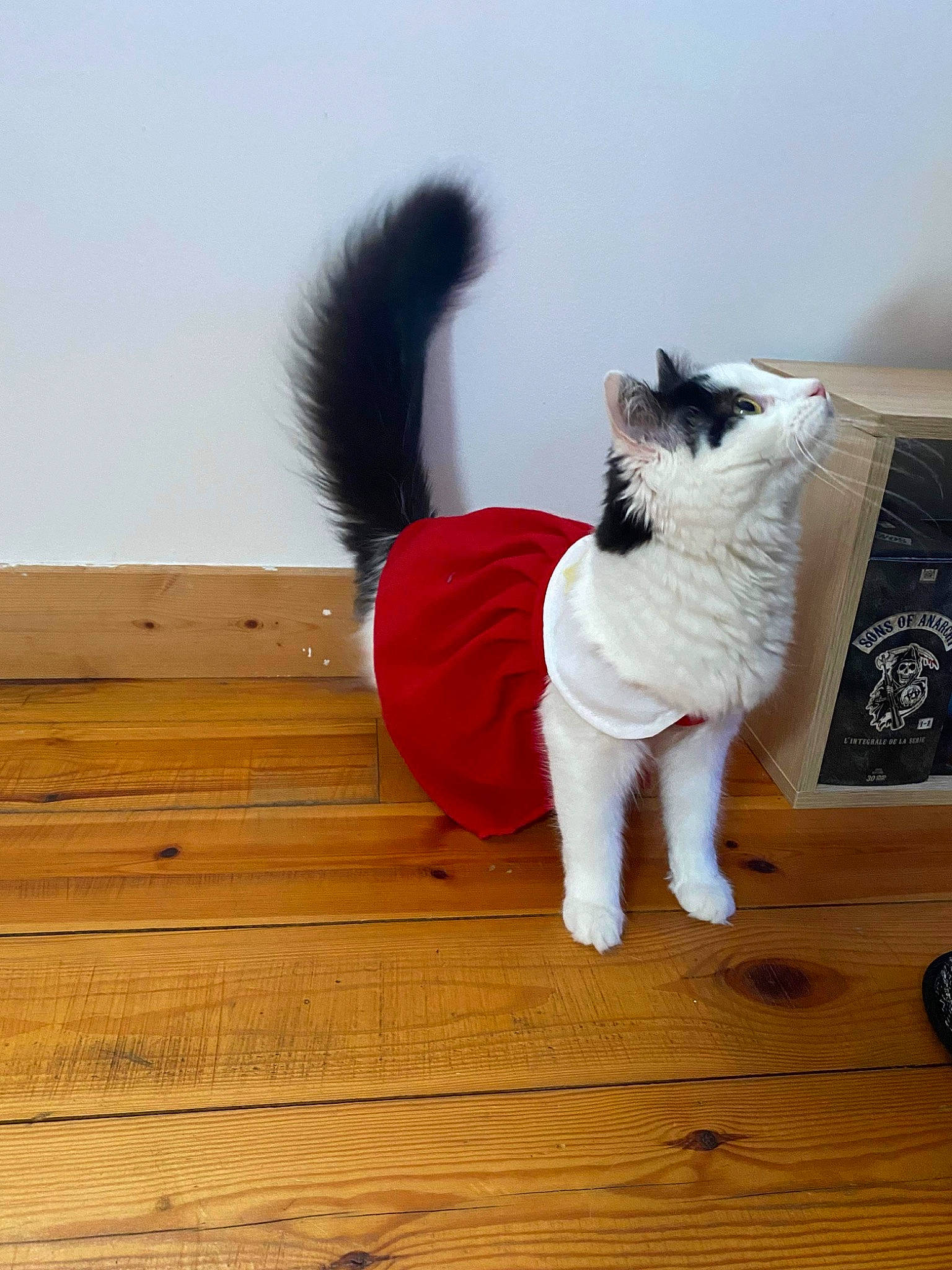 Zelda participe au concours pour gagner de l'argent avec cette photo : carnivore, cat, chair, comfort, companion_dog, dog_breed, fawn, felidae, floor, flooring, fur, hardwood, laminate_flooring, plank, small_to_medium_sized_cats, tail, whiskers, wood, wood_flooring, wood_stain