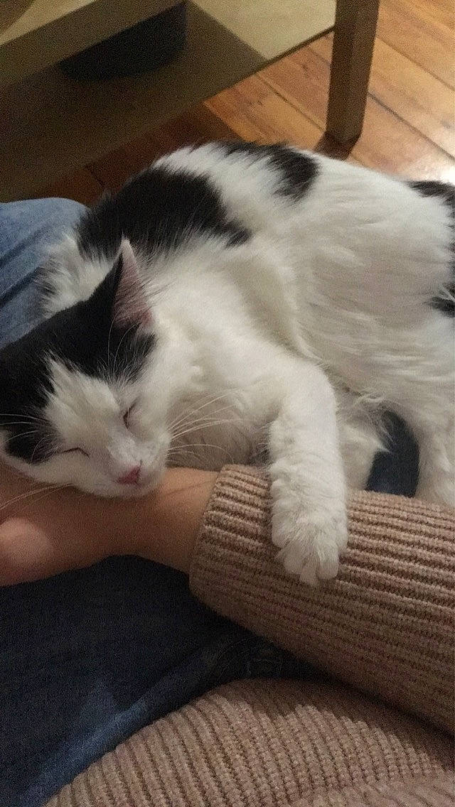 Zelda a rejoint le concours — aidez-le/la à gagner de superbes lots ! carnivore, cat, claw, cloud, comfort, domestic_short_haired_cat, eye, felidae, foot, fur, head, lap, leg, mammal, paw, small_to_medium_sized_cats, snout, tail, vertebrate, whiskers