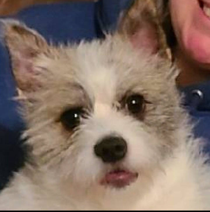 Bodie is registered to the contest to win money with this photo: canidae, carnivore, companion_dog, dog, dog_breed, ear, fur, maltepoo, non_sporting_group, small_terrier, snout, sporting_group, terrestrial_animal, toy_dog, working_animal