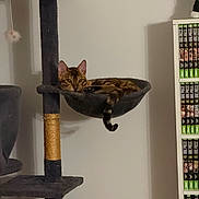 Lucifer participe au concours pour gagner de l'argent avec cette photo : cat, bengal_cat, cat_tree, hammock, toy_mouse, bookshelf, manga, indoor, pet, relaxed, feline, fur, striped, tail, animal, domestic, resting, furniture, home, cozy