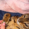 Lucifer participe au concours pour gagner de l'argent avec cette photo : cat, paw, hand, blanket, fur, spotted, relaxed, closeup, pet, animal, sleepy, cozy, indoor, comfort, soft, cute, feline, resting, warm, domestic