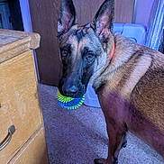 Piper is registered to the contest to win money with this photo: dog, german_shepherd, toy, ball, indoor, carpet, wooden_dresser, door, pet, animal, ears, brown_fur, black_fur, collar, looking_back, floor, household, companion, playful, canine