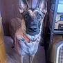 Piper joined the competition — help win amazing prizes! dog, german_shepherd, pet, indoor, collar, tag, ears, carpet, door, shelf, box, floor, animal, canine, looking, standing, domestic, fur, brown, black