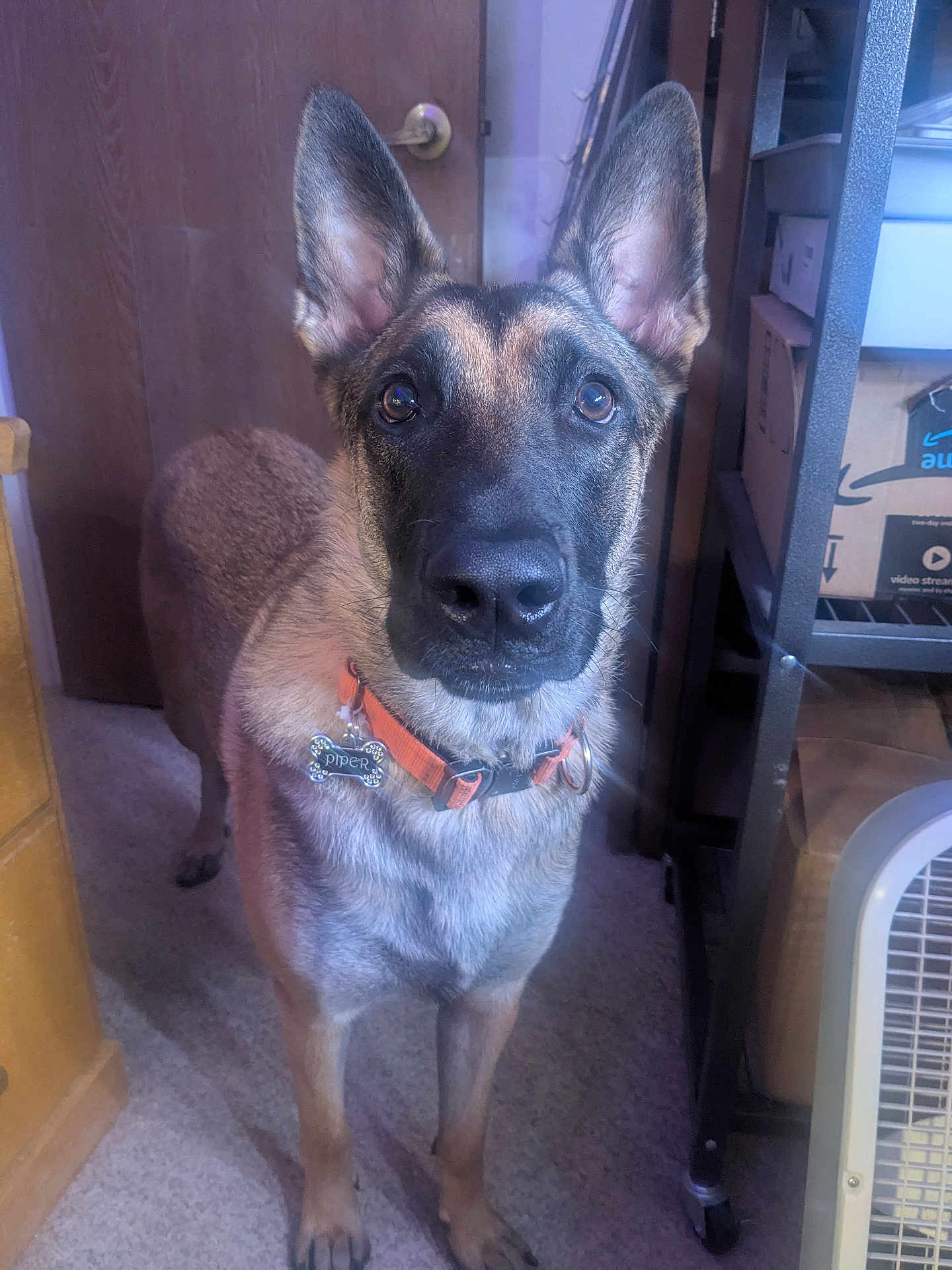 Piper