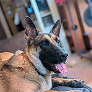 Piper joined the competition — help win amazing prizes! animal, canine, closeup, comfort, companion, couch, dog, domestic, ears_up, friendly, fur, german_shepherd, home, indoor, living_room, mammal, pet, portrait, relaxed, tongue_out