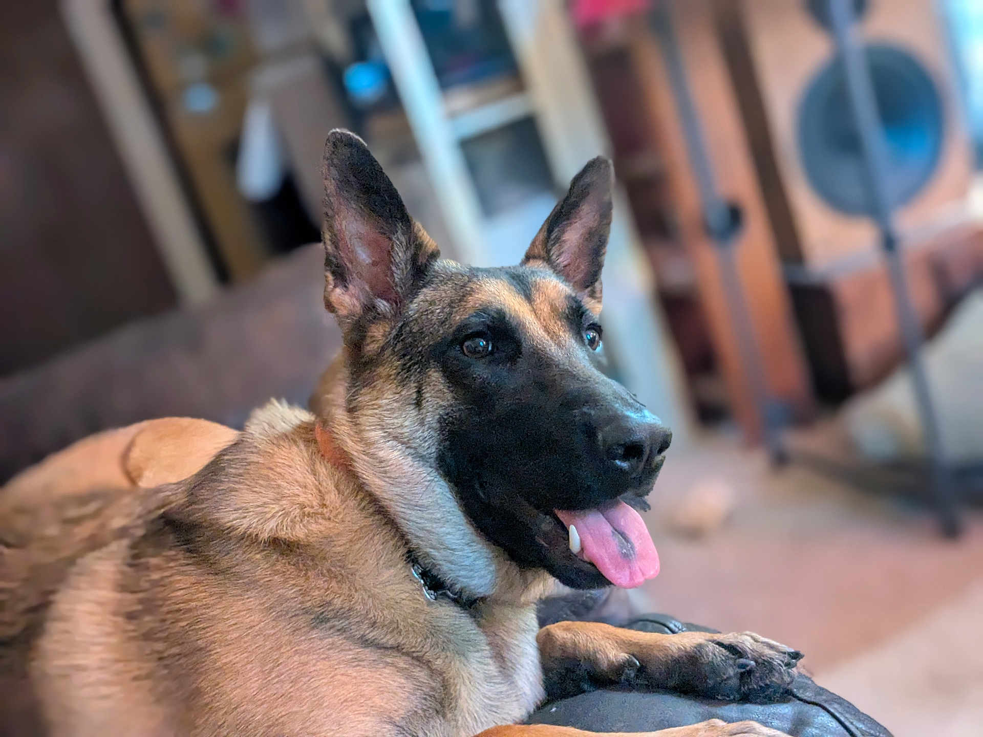Piper