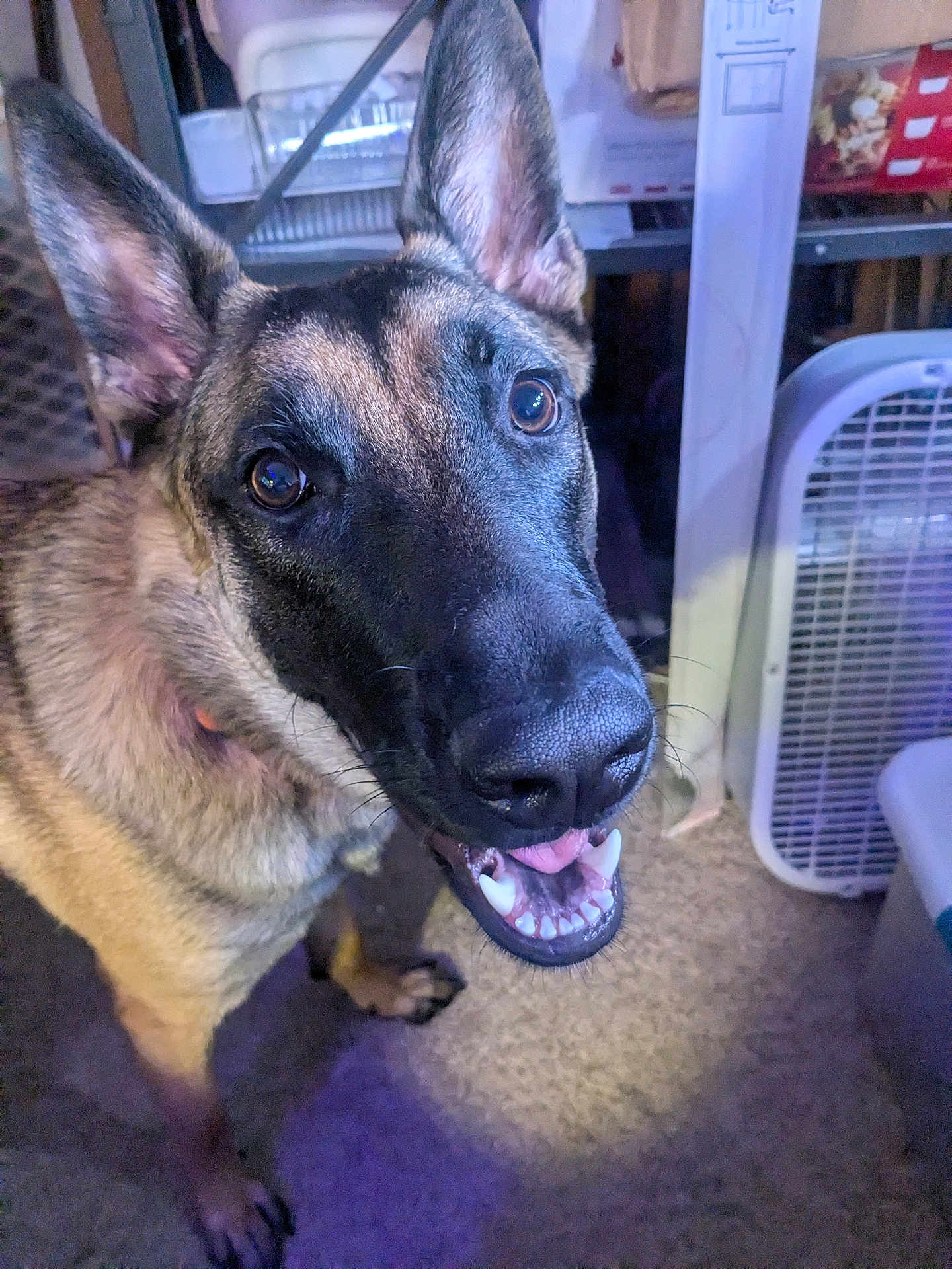 Piper