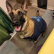 Piper joined the competition — help win amazing prizes! canine, collar, curtain, dog, domestic, ears, floor, german_shepherd, happy, household, indoor, looking_up, mats, pet, scale, shirt, smiling, tail, tongue, wooden_floor