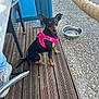 Uria a rejoint le concours — aidez-le/la à gagner de superbes lots ! dog, pink_harness, wooden_deck, water_bowl, person, hand, legs, shoe, outdoor, pet, leash, black_dog, tan_markings, curious, seated, metal, concrete, rope, casual, daylight