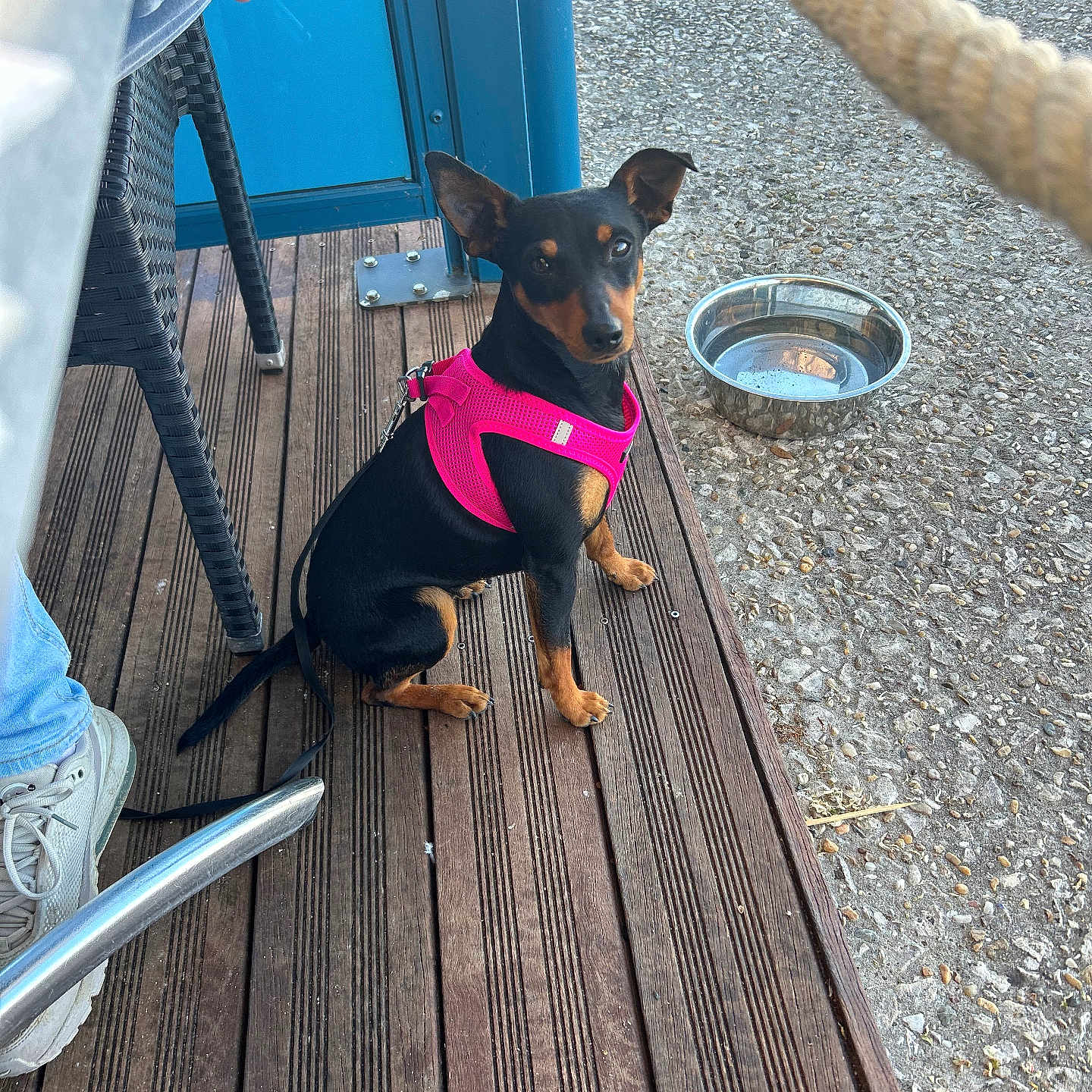 Uria a rejoint le concours — aidez-le/la à gagner de superbes lots ! black_dog, casual, concrete, curious, daylight, dog, hand, leash, legs, metal, outdoor, person, pet, pink_harness, rope, seated, shoe, tan_markings, water_bowl, wooden_deck