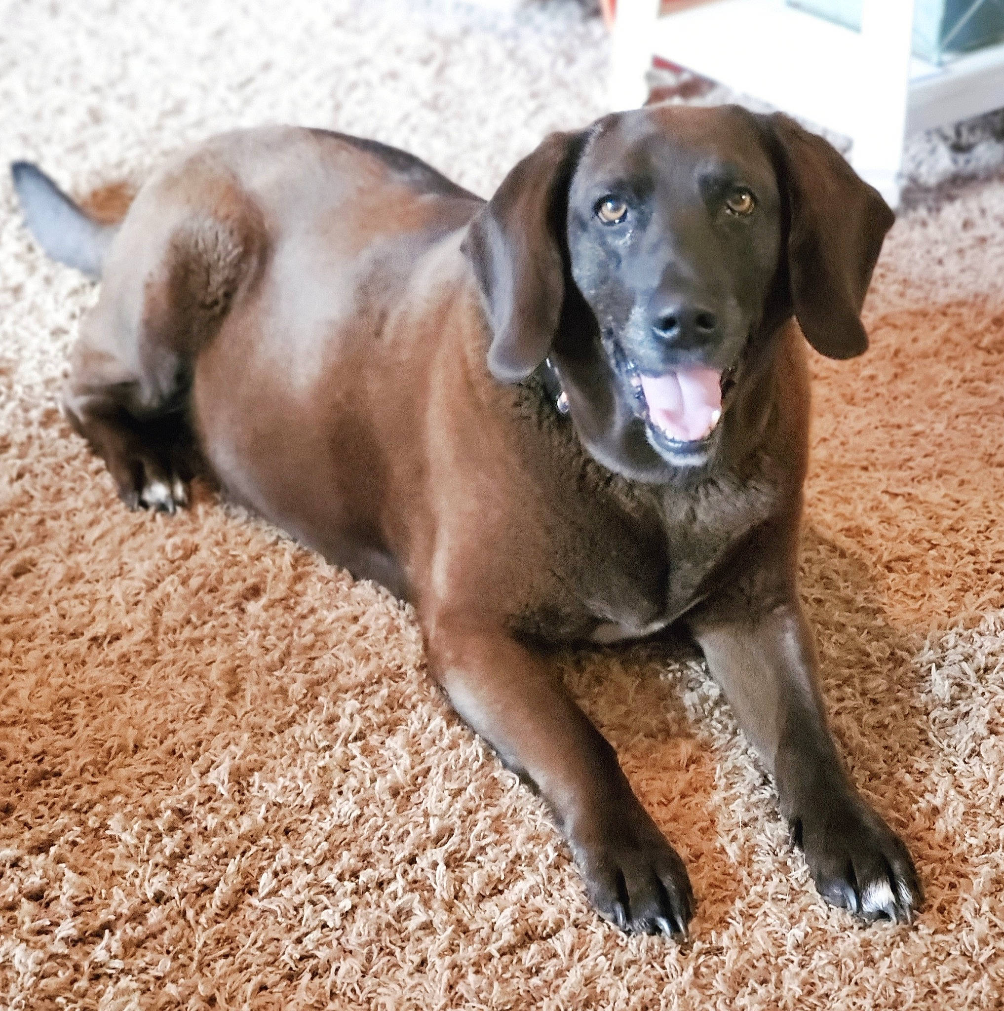 Molly joined the competition — help win amazing prizes! canidae, carnivore, collar, companion_dog, dog, dog_breed, dog_collar, fawn, fur, gun_dog, liver, paw, pet_supply, retriever, snout, sporting_group, tail, terrestrial_animal, whiskers, working_animal