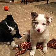 Myloh joined the competition — help win amazing prizes! animal, black_and_white, brown_and_white, companion, cute, dog, domestic, floor, friendship, giraffe, head_tilt, indoor, looking, pet, playful, plush, puppy, tile, toy, young