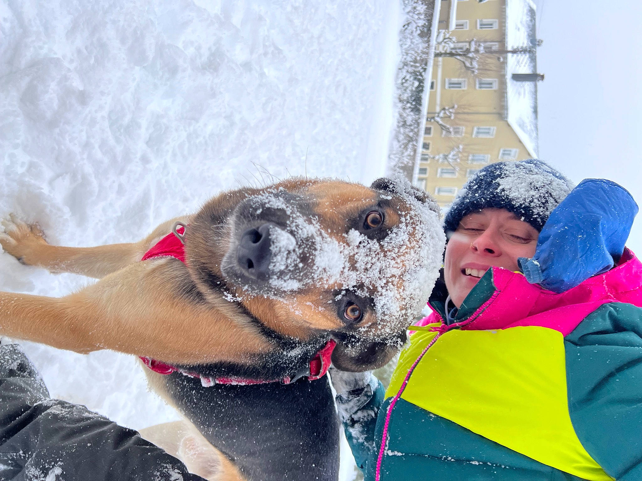 Dexter a rejoint le concours — aidez-le/la à gagner de superbes lots ! canidae, carnivore, collar, dog, dog_breed, dog_collar, dog_supply, fawn, freezing, fun, leash, personal_protective_equipment, pet_supply, recreation, smile, snout, snow, sporting_group, winter, working_animal