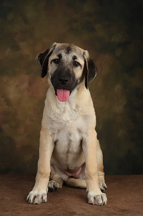 Tuka a rejoint le concours — aidez-le/la à gagner de superbes lots ! ancient_dog_breeds, bored, canidae, carnivore, companion_dog, dog, dog_breed, dog_collar, fawn, hunting_dog, molosser, non_sporting_group, paw, puppy, snout, sporting_group, tail, terrestrial_animal, working_animal, working_dog