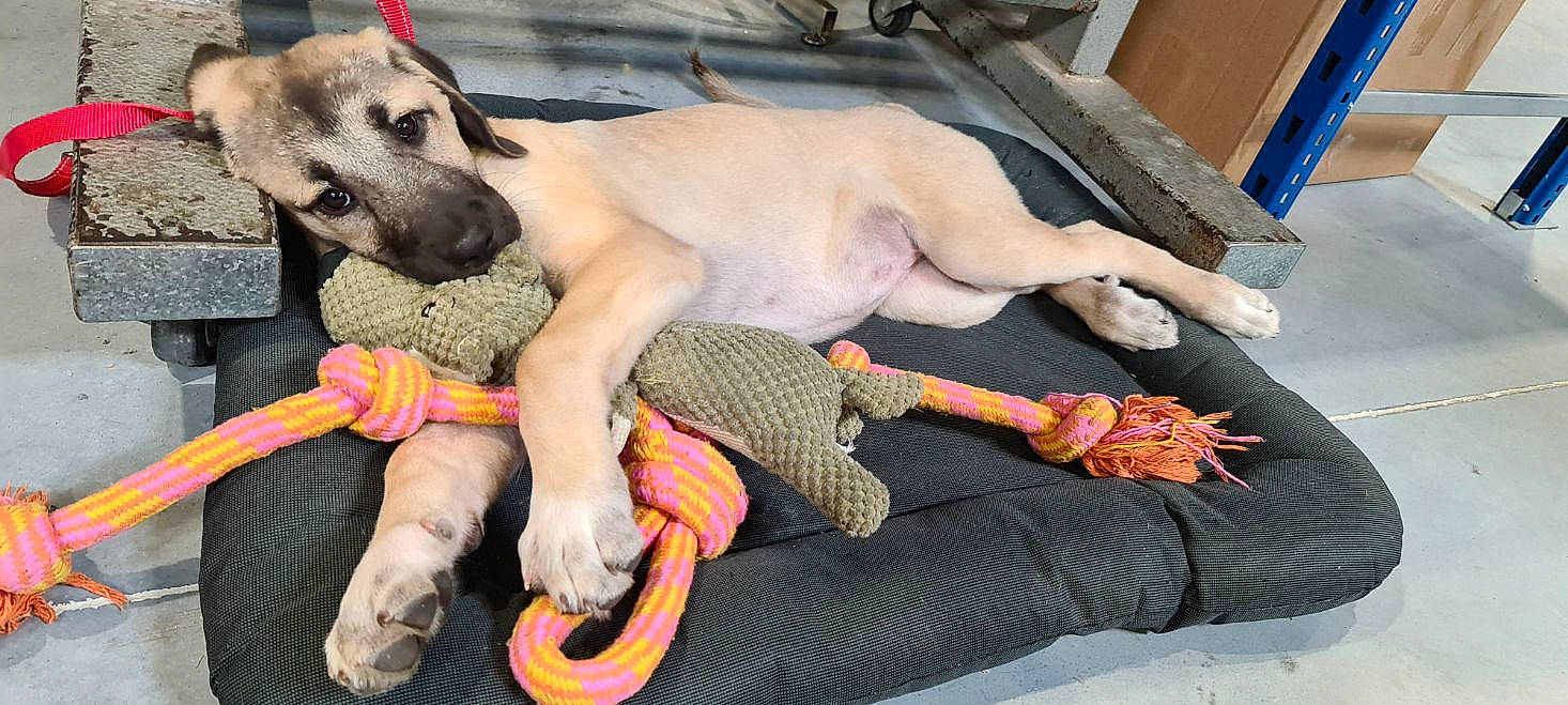 Tuka participe au concours pour gagner de l'argent avec cette photo : canidae, carnivore, collar, comfort, companion_dog, dog, dog_breed, dog_collar, dog_supply, fawn, fur, leash, paw, pet_supply, snout, sporting_group, tail, terrestrial_animal, whiskers, working_animal