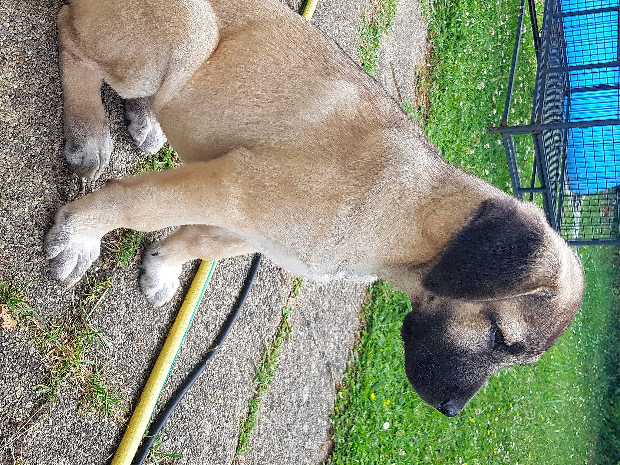 Tuka a rejoint le concours — aidez-le/la à gagner de superbes lots ! animal_feed, eye, fawn, fence, foot, fur, grass, human_leg, liver, livestock, mesh, pack_animal, pasture, plant, snout, tail, terrestrial_animal, whiskers, wildlife, wire_fencing