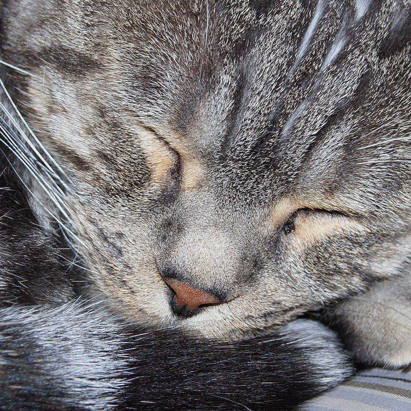 Rolly is registered to the contest to win money with this photo: