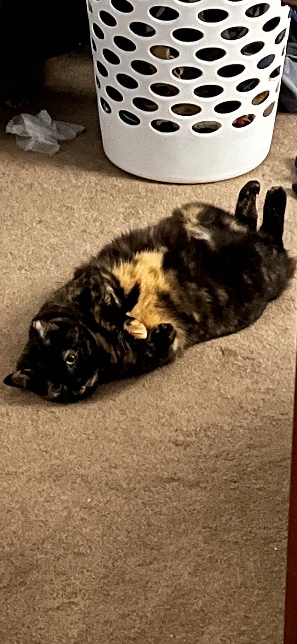 Jynx joined the competition — help win amazing prizes! black_cat, canidae, carnivore, cat, claw, cloud, comfort, companion_dog, dog_breed, domestic_short_haired_cat, felidae, fur, grey, paw, small_to_medium_sized_cats, snout, sporting_group, tail, whiskers, wood