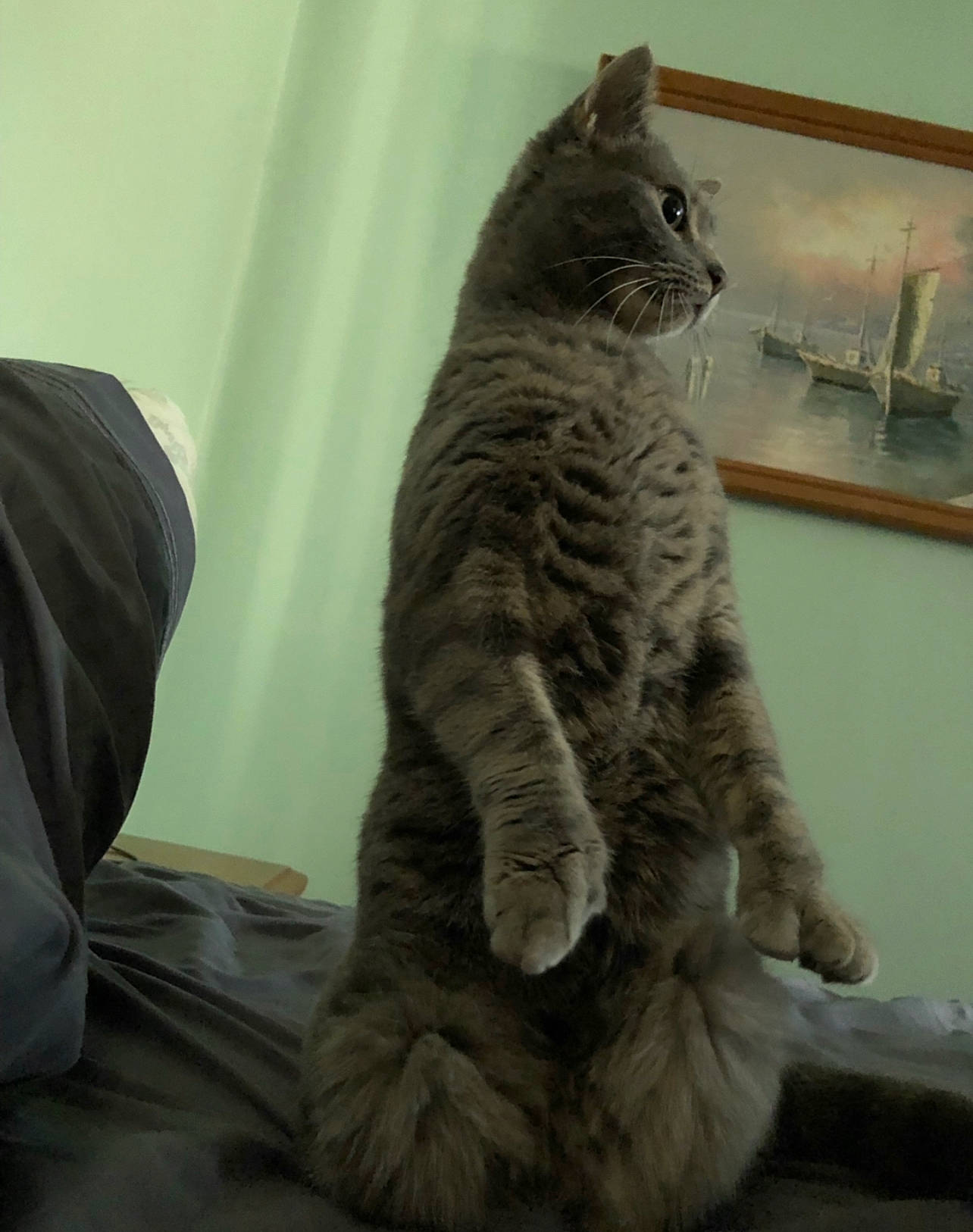 Spooky joined the competition — help win amazing prizes! carnivore, cat, chartreux, claw, comfort, domestic_short_haired_cat, felidae, fur, grey, lynx, paw, sitting, small_to_medium_sized_cats, snout, tail, terrestrial_animal, whiskers