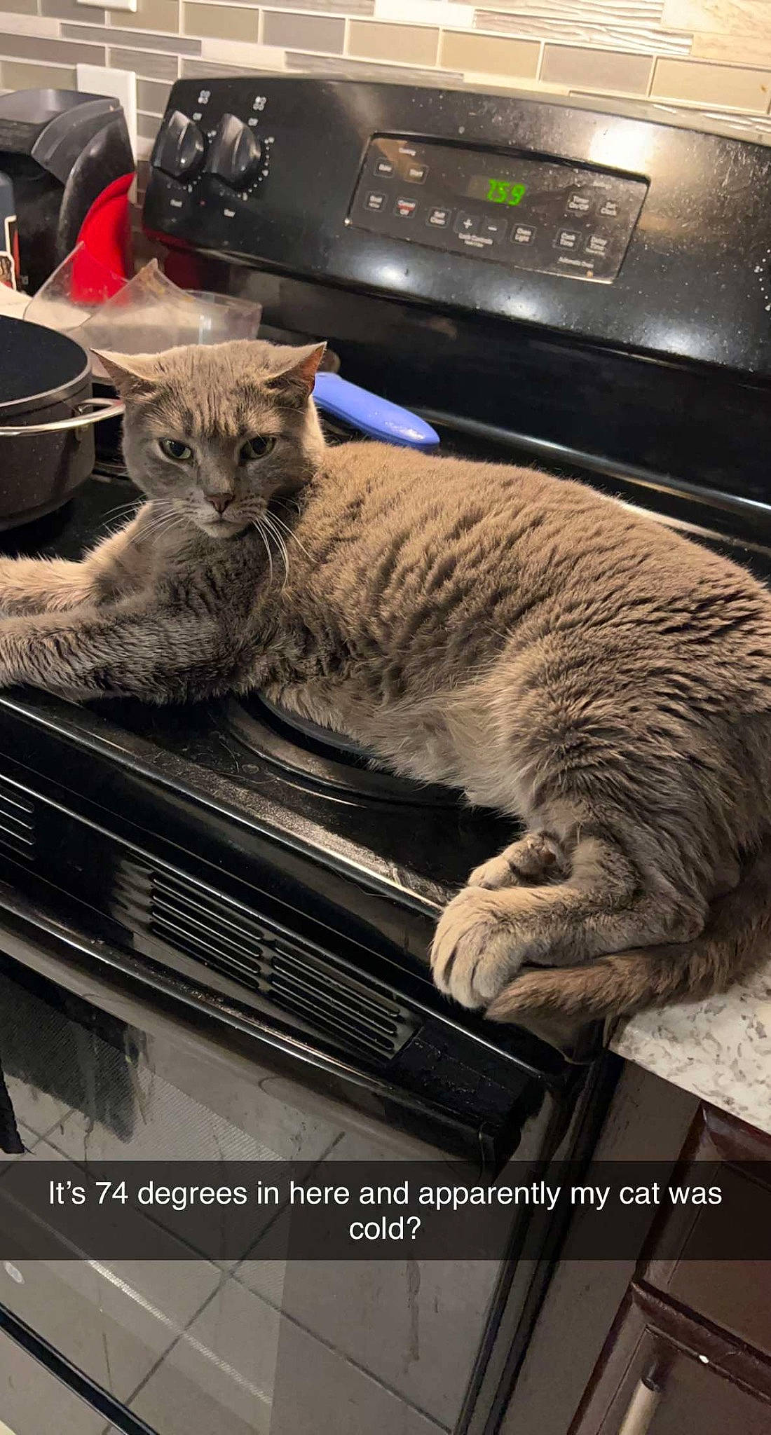 Spooky joined the competition — help win amazing prizes! auto_part, carnivore, cat, claw, comfort, computer_hardware, domestic_short_haired_cat, felidae, fur, home_appliance, input_device, lap, metal, output_device, paw, photography, sitting, small_to_medium_sized_cats, tail, whiskers