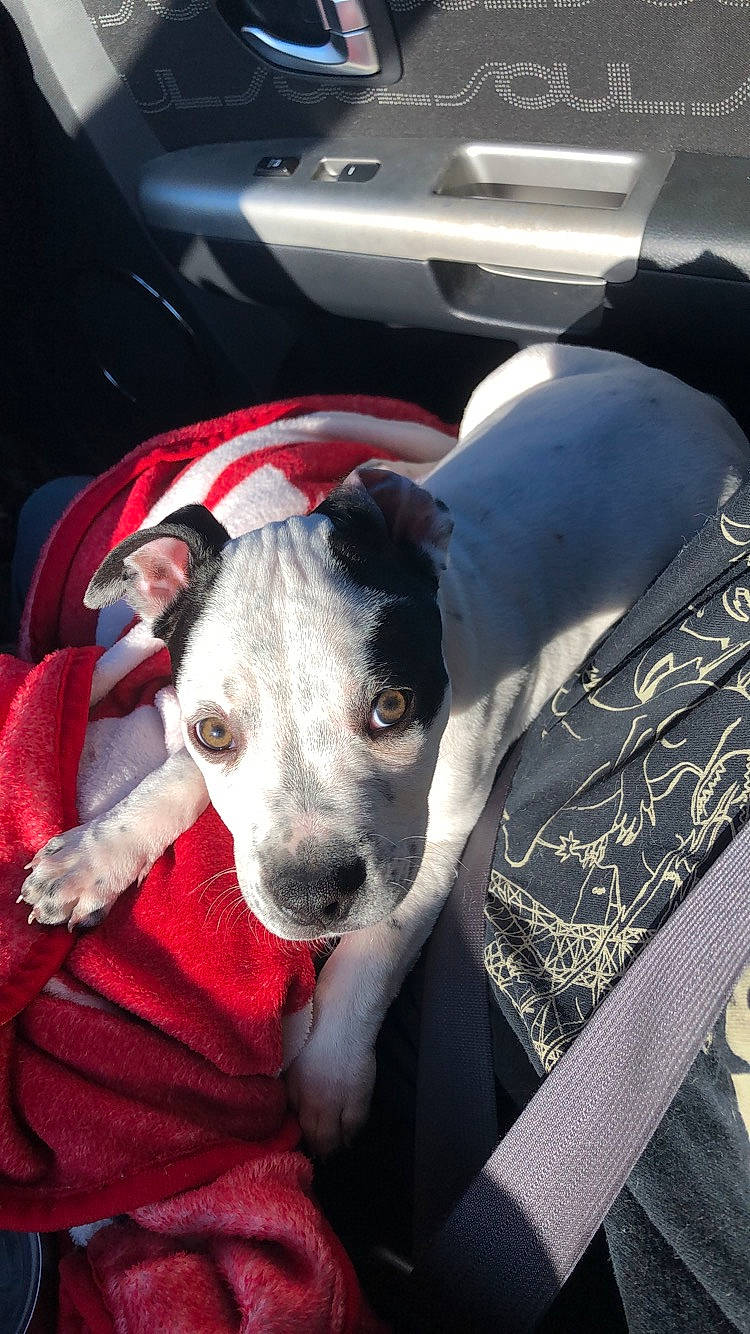 Kubo is registered to the contest to win money with this photo: canidae, carnivore, dog, dog_breed, fawn, feist, mammal, non_sporting_group, pit_bull, snout, sporting_group