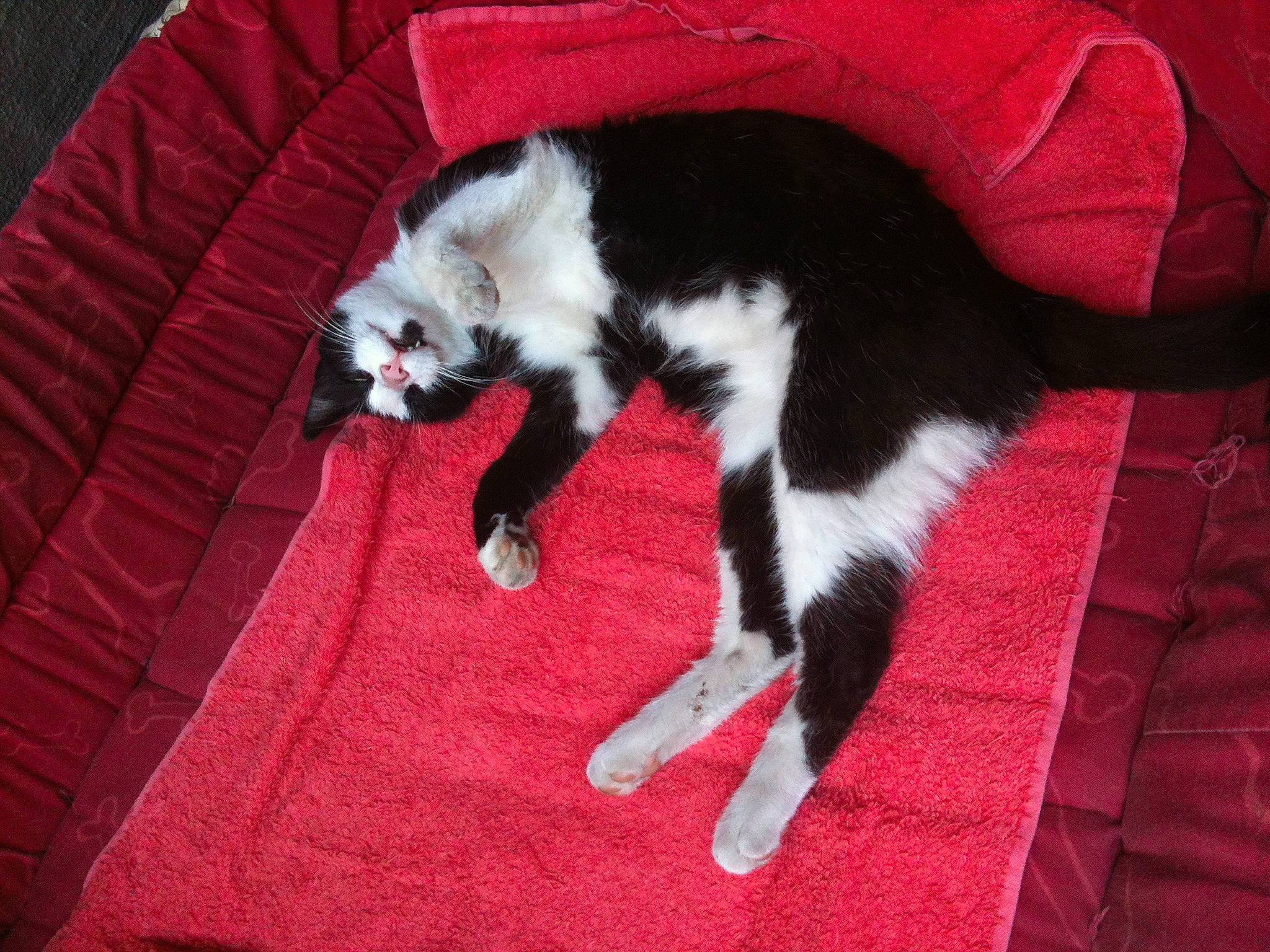 Jean-pierre participe au concours pour gagner de l'argent avec cette photo : canidae, carmine, carnivore, carpet, cat, claw, comfort, companion_dog, dog_breed, domestic_short_haired_cat, felidae, flooring, fur, lap, paw, small_to_medium_sized_cats, sporting_group, tail, terrestrial_animal, whiskers