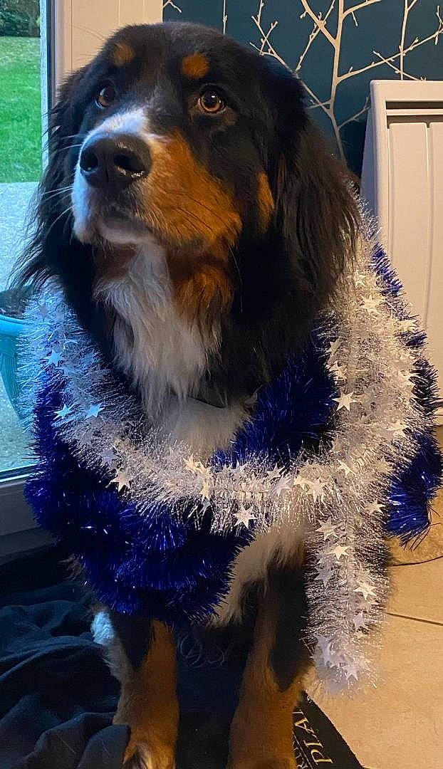 Sunny a rejoint le concours — aidez-le/la à gagner de superbes lots ! bernese_mountain_dog, blue, canidae, carnivore, companion_dog, dog, dog_breed, electric_blue, fur, giant_dog_breed, hat, herding_dog, pet_supply, smile, snout, sporting_group, terrestrial_animal, whiskers, working_animal, working_dog