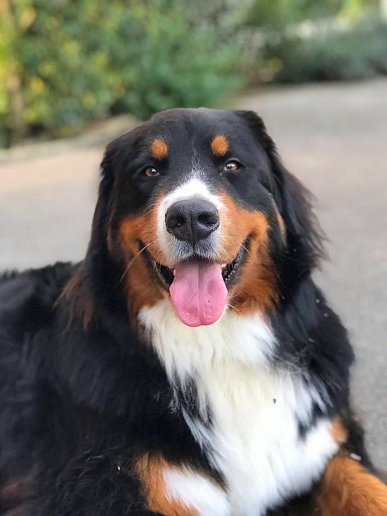 Sunny a rejoint le concours — aidez-le/la à gagner de superbes lots ! bernese_mountain_dog, carnivore, companion_dog, dog, dog_breed, fur, herding_dog, snout, sporting_group, terrestrial_animal, whiskers, working_dog
