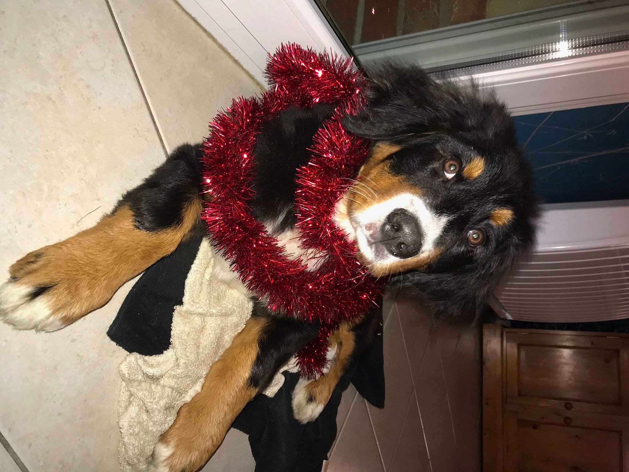 Sunny a rejoint le concours — aidez-le/la à gagner de superbes lots ! canidae, carmine, carnivore, collar, companion_dog, costume, dog, dog_breed, dog_collar, dog_supply, fur, hat, natural_material, pet_supply, snout, sporting_group, tail, toy, whiskers, working_animal