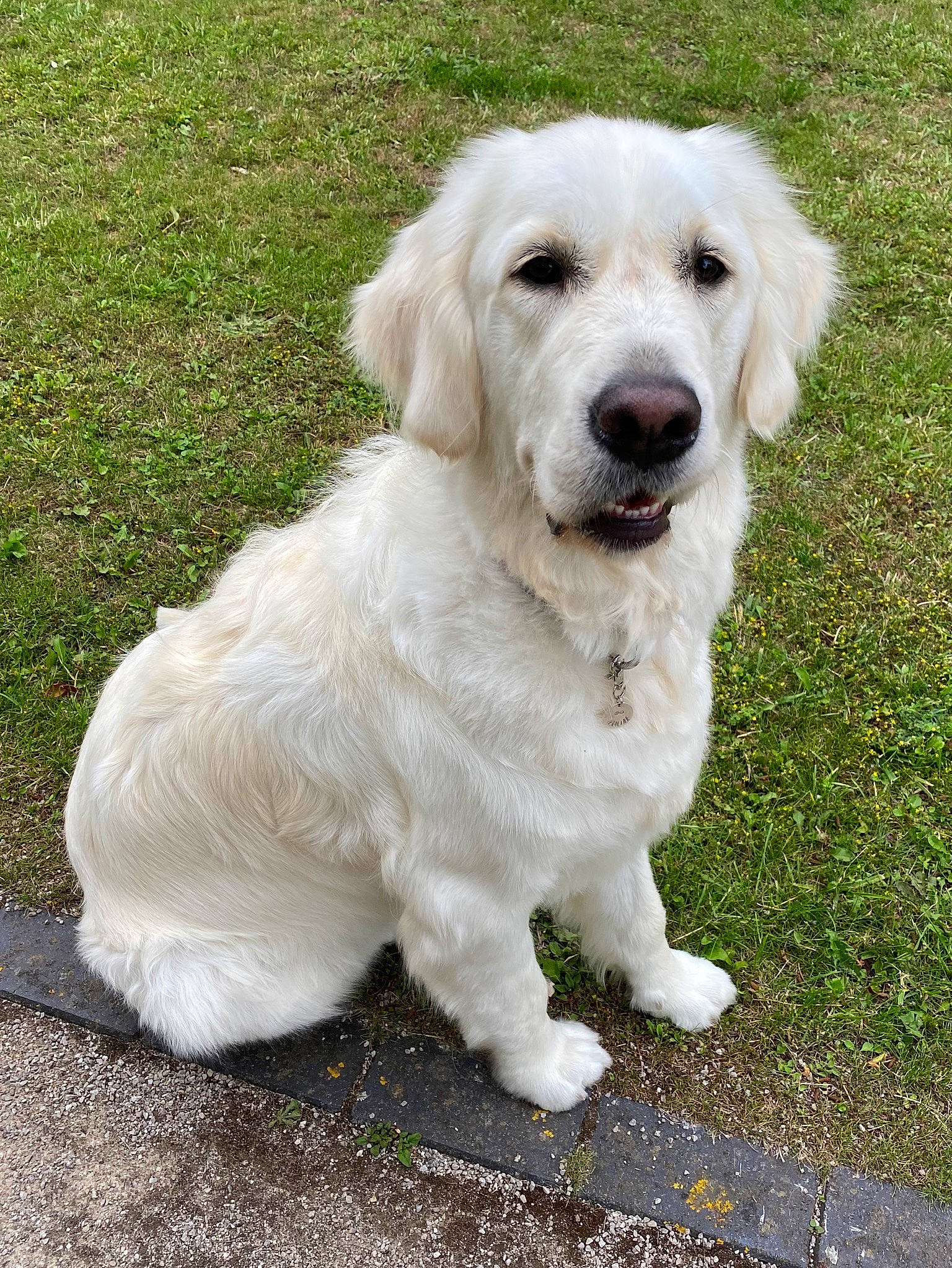 Praline participe au concours pour gagner de l'argent avec cette photo : akbash_dog, canidae, carnivore, companion_dog, dog, dog_breed, golden_retriever, great_pyrenees, kuvasz, labrador_retriever, livestock_guardian_dog, mammal, maremma_sheepdog, polish_tatra_sheepdog, puppy, rare_breed_dog, retriever, slovak_cuvac, sporting_group, vertebrate