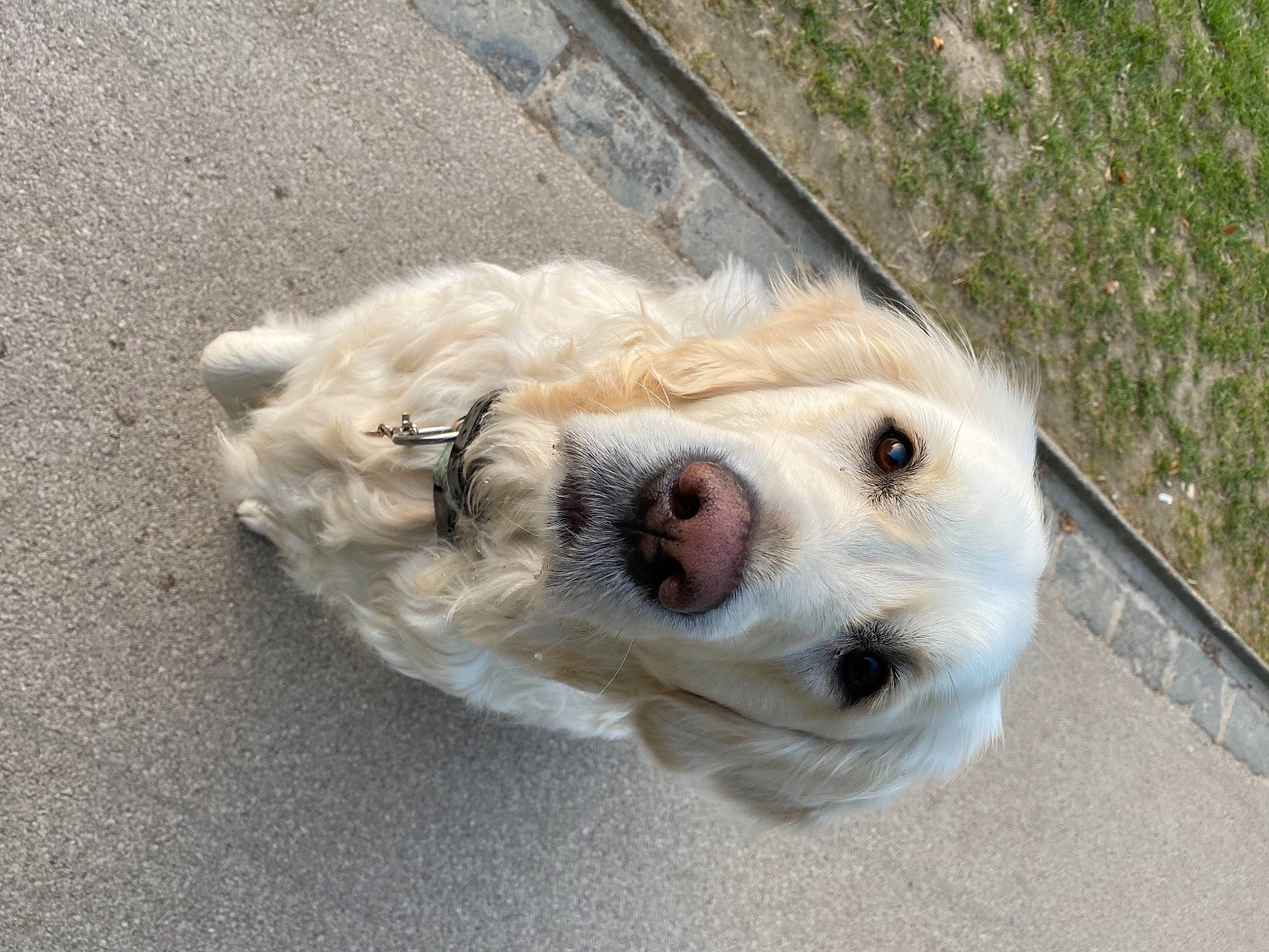 Praline participe au concours pour gagner de l'argent avec cette photo : canidae, carnivore, collar, companion_dog, dog, dog_breed, fawn, fur, livestock_guardian_dog, non_sporting_group, polish_tatra_sheepdog, retriever, snout, sporting_group, terrestrial_animal, whiskers