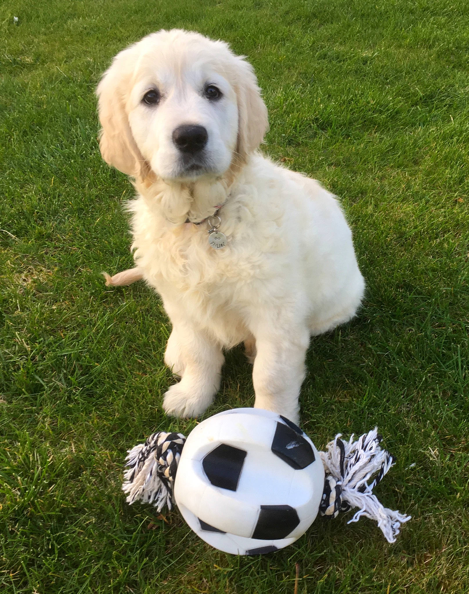 Praline participe au concours pour gagner de l'argent avec cette photo : akbash_dog, ball, canidae, carnivore, companion_dog, dog, dog_breed, football, golden_retriever, grass, labrador_retriever, livestock_guardian_dog, mammal, polish_tatra_sheepdog, puppy, rare_breed_dog, retriever, soccer_ball, sporting_group, vertebrate